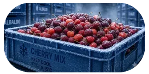 سردخانه گیلاس و آلبالو